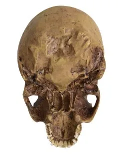 Antiker Totenschädel Ohne Unterkiefer 19cm -Halloween-Dekoration Verkäufe antiker totenkopf ohne unterkiefer antiker totenschaedel ohne unterkiefer gothic deko 53262 04