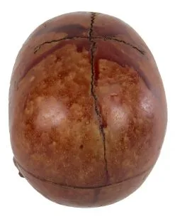 Blutiger Skull Mit Beweglichem Kiefer -Halloween-Dekoration Verkäufe blutiger totenkopf mit beweglichem kiefer halloween skelett dekoration totenschaedel blutig 28818 3