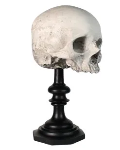 J. DOE Totenschädel Auf Sockel 20cm -Halloween-Dekoration Verkäufe j doe totenkopf auf sockel j doe totenschaedel auf sockel j doe skull plinth gothic homware 54857 01