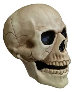 Halloween-Dekoration Verkäufe 23 Halloween-Dekoration Verkäufe -Halloween-Dekoration Verkäufe wetterfester totenkopf mit beweglichem kiefer weatherproof skull with moveable jaw halloween totenschaedel 53405 01
